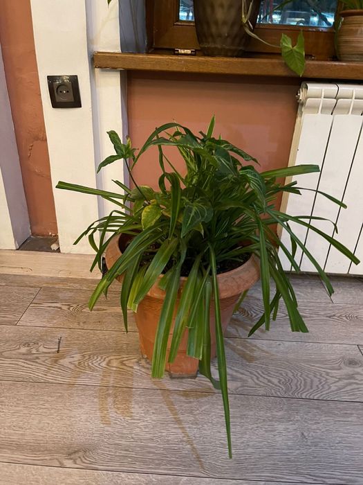 Цветы под ваш вкус