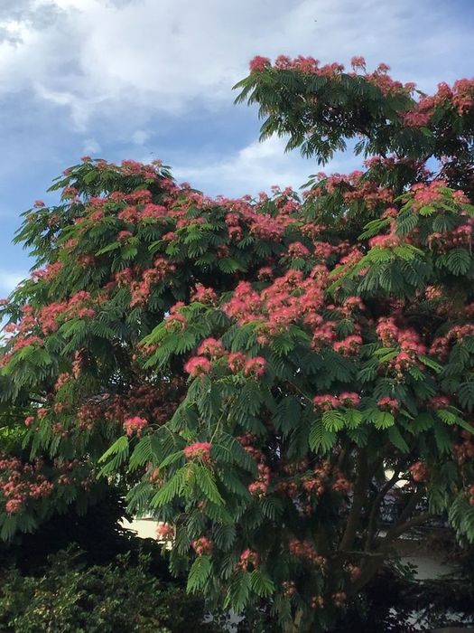 Arborele De Mătase (Albitia )