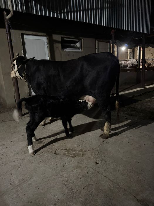 Осы сиыр сатылады