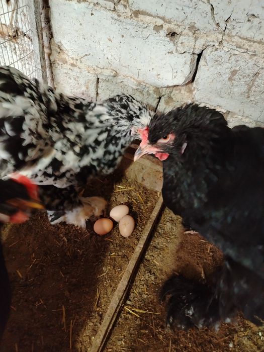 Гигант Брама тухумлари.