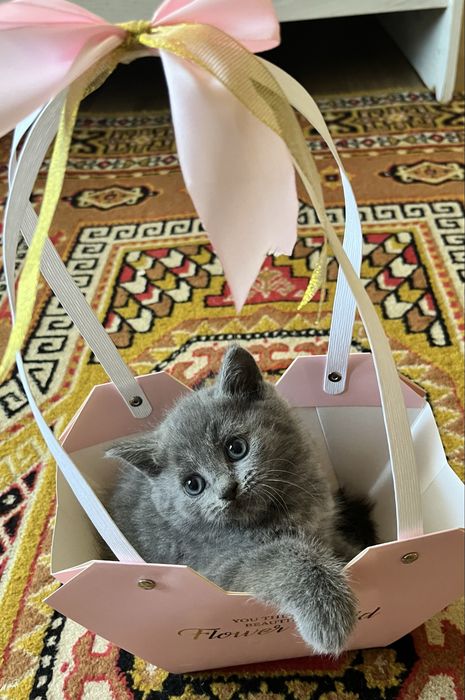 Отдам кошечку в добрые руки