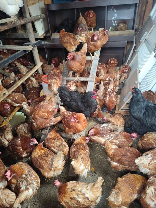 Vând găini outoare 40 buc de la 10 în sus 35 bucc