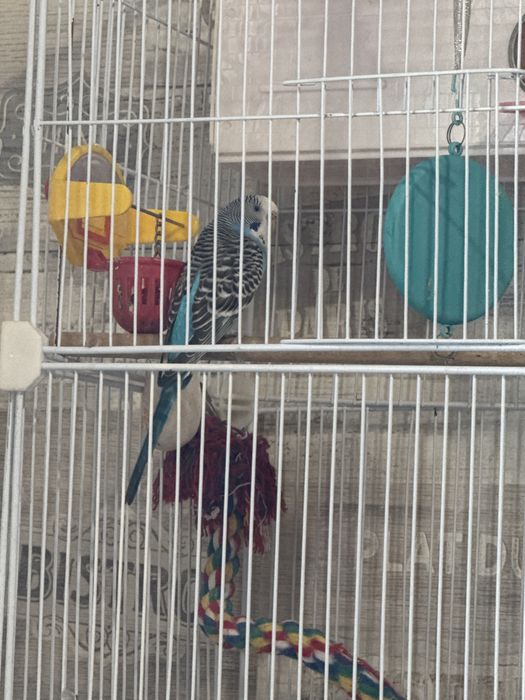Попугайчик с клеткой
