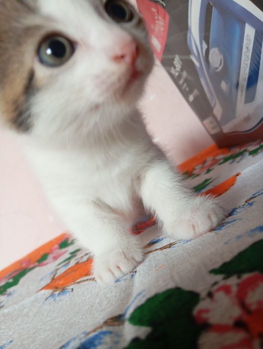 Котята девочки!!