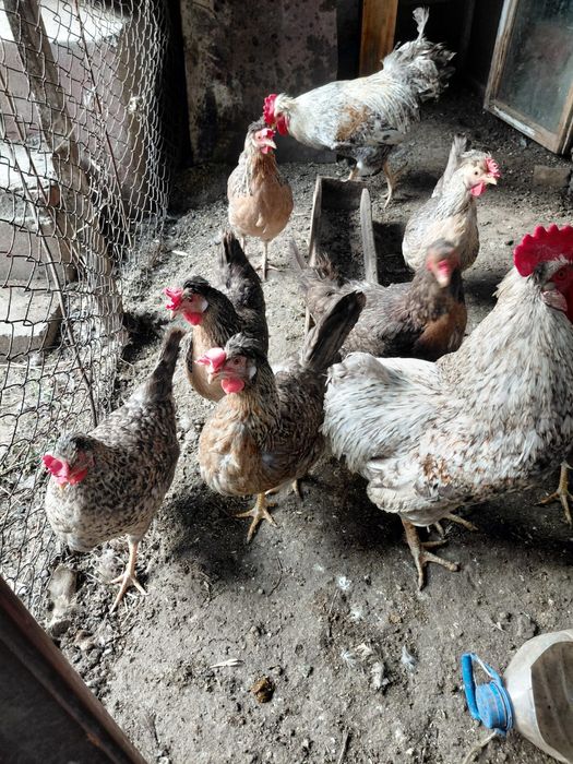 Продам инкубационный яйца легбар