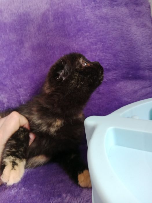 Мама стерилизованная+дочка