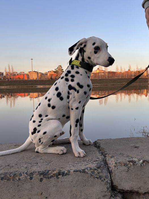 Отдам в добрый руки Далматина