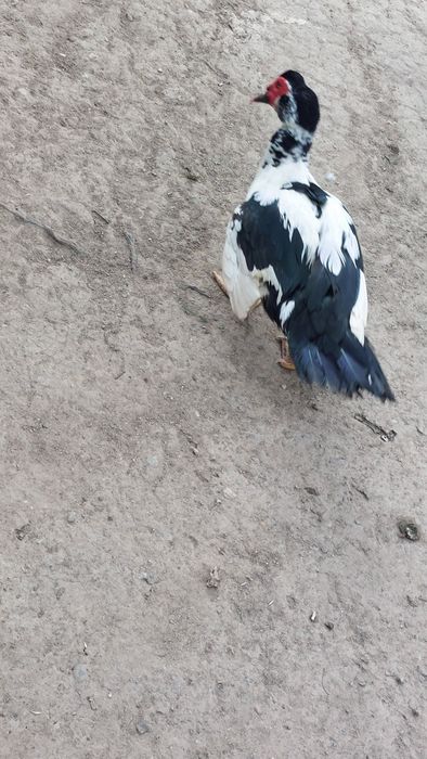 Vând gâște de anul trecut .