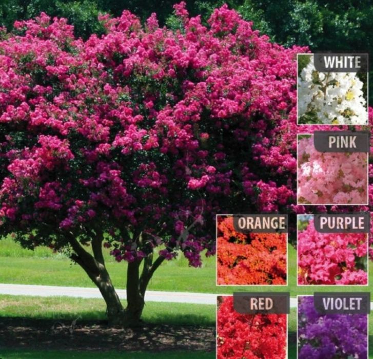 Liliac Indian Pomisor -Pink Roz