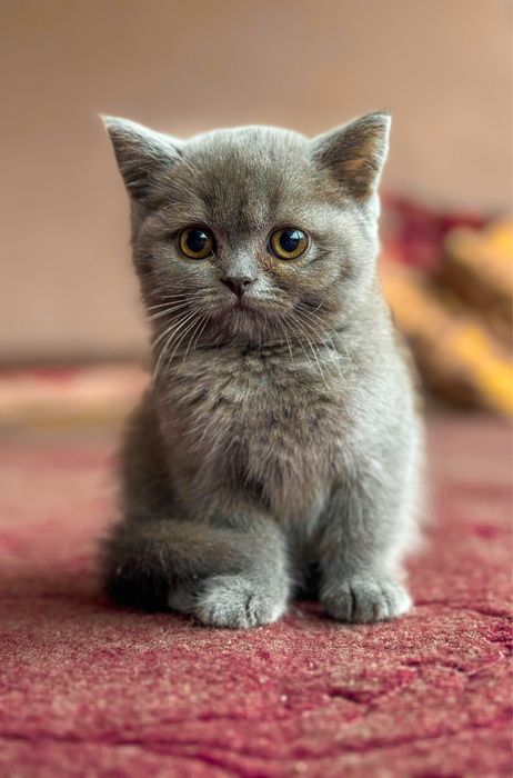 Кошка девушка порда British