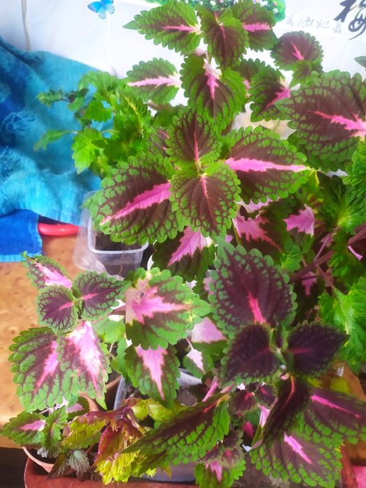 Продам цветы Колеусы, разные