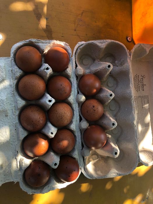 Oua si cocoși Marans