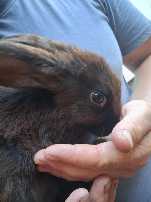 Vând iepuri cu vârsta de 3 luni