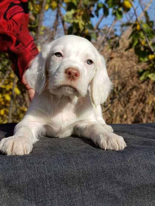 Щенки английского сеттера