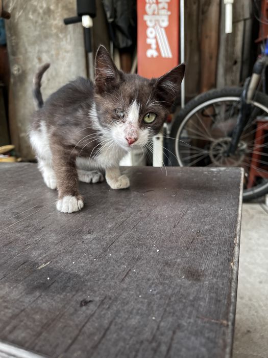 Отдам котят в добрые руки