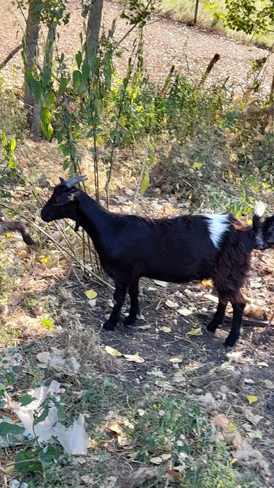 Vând țapi și iezii
