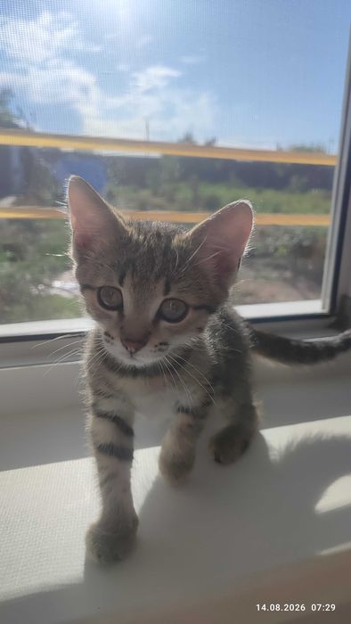 Отдам котенка девочка