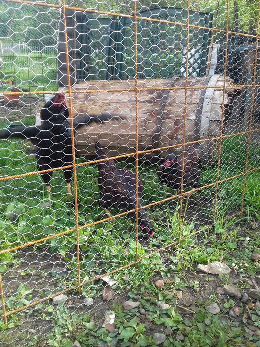 Vand familie găini combatant indian pitic negru cu galben
