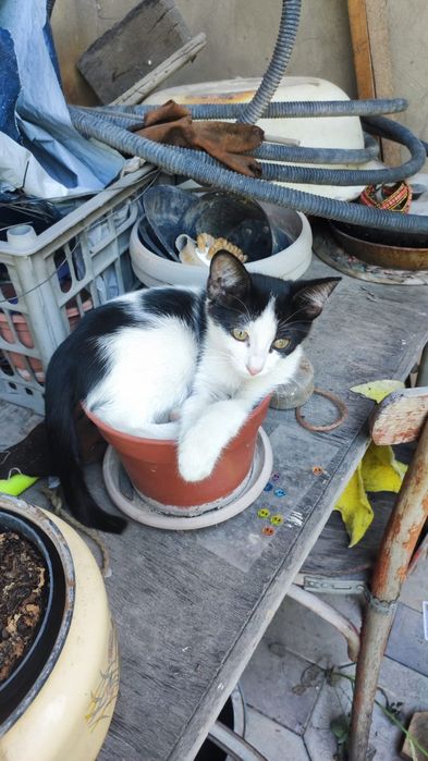 Пропала кошка по имени масяня