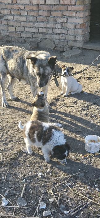 Отдам даром щенков в добрые руки