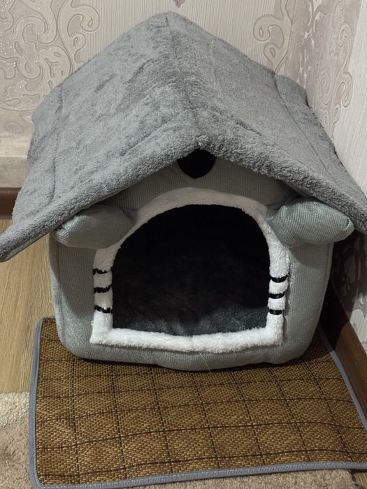 Отдаю котика бесплатно