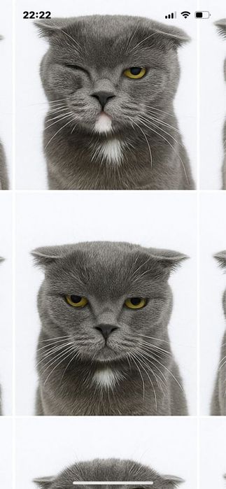 Британский кот,3 года