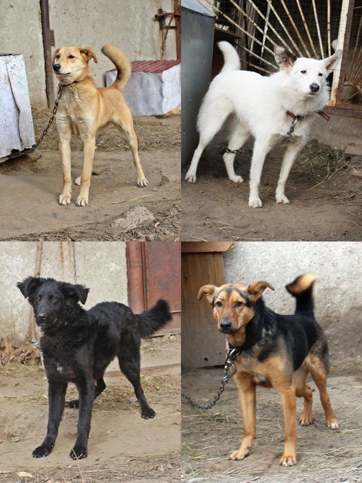 Отдам в добрые руки