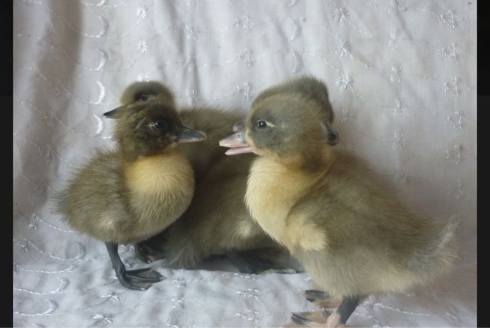 Galuboy favorit jojalari