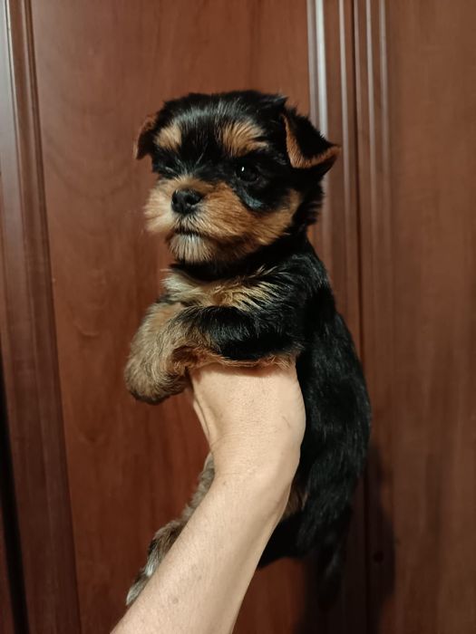 Кукольные йорки щенки