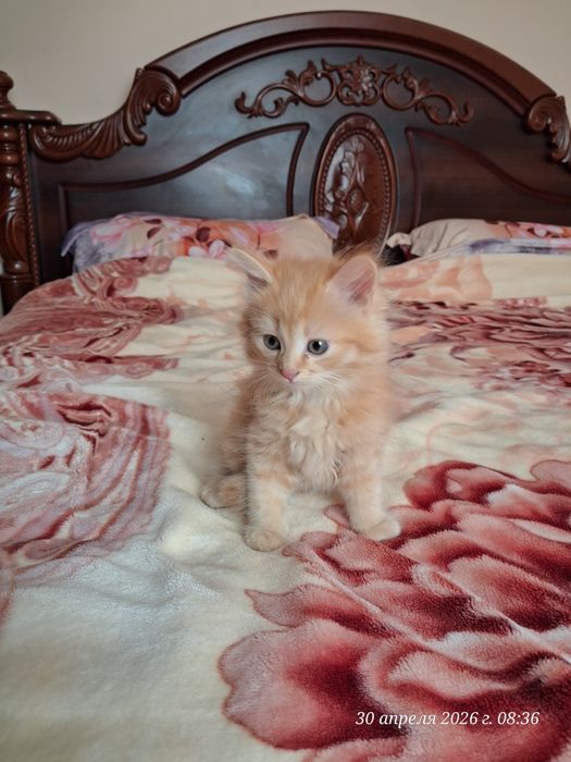 Продам красивых котят