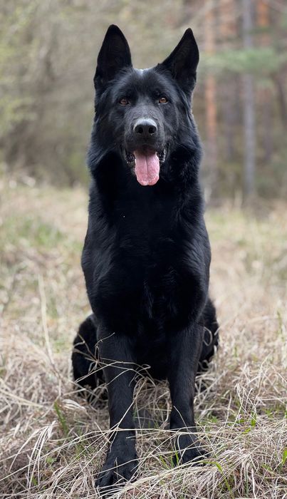 Mascul ciobănesc german