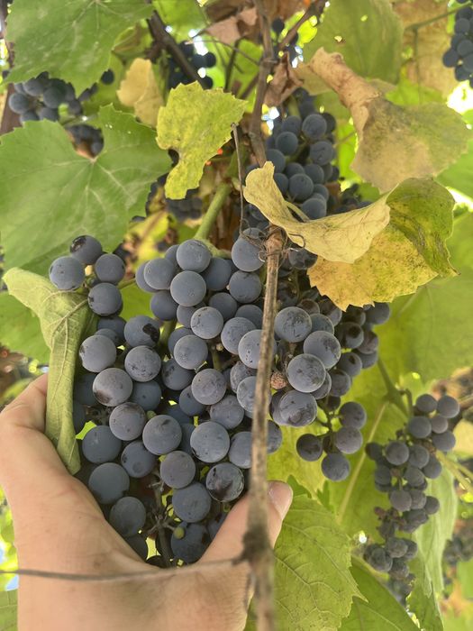 Продам виноград винный сорт Изабелла
