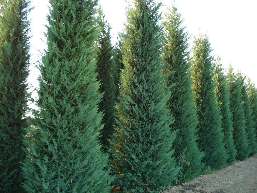 Vând tuia leylandii de mai multe dimensiuni