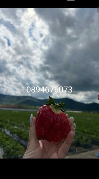 Продавам разсат ягоди