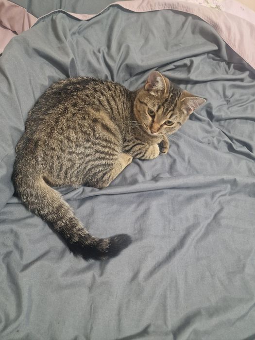 Кошечка ищет дом
