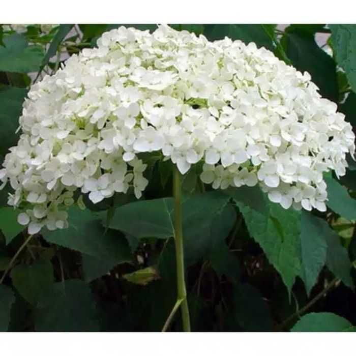 Butaș / Răsad pentru tufa de Hortensia,  fluorescenta bogata