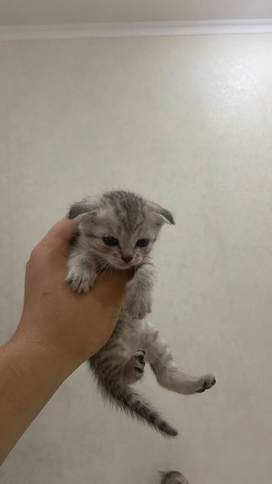 Шотландские кошки
