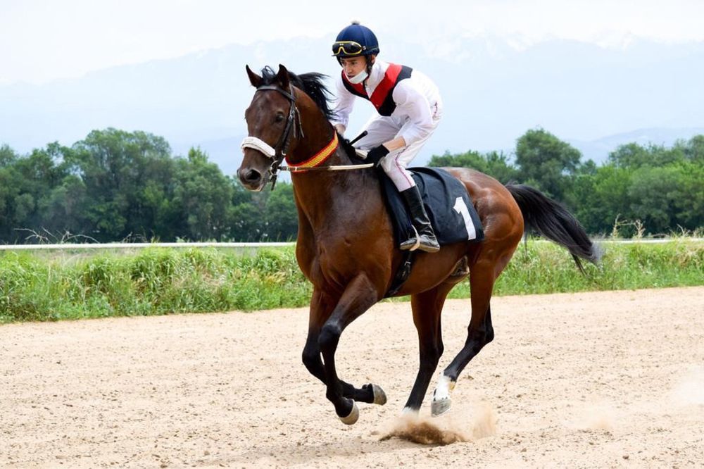 Тренинг и содержание лошадей