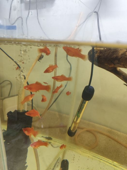 Продам Меченосцев!