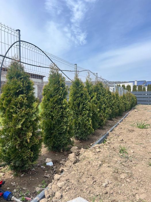 Tuia Smaragd si plicata 46 lei bucata 70 bucati