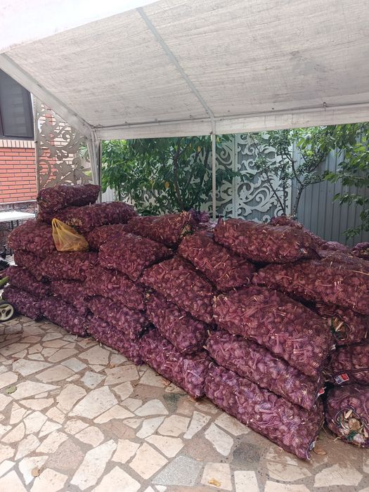 Продам оптом срочно чеснок