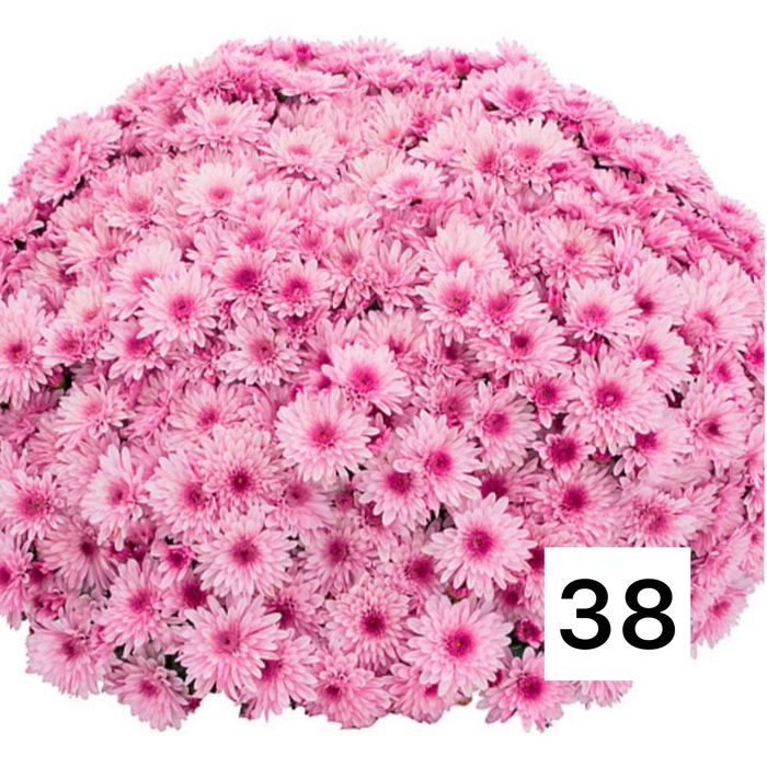 Хризантема мультифлора и крупноголовая