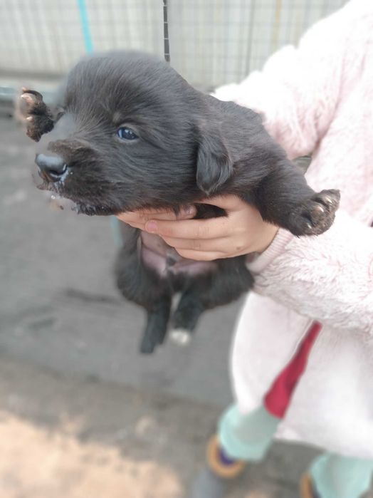 Отдам даром щенков