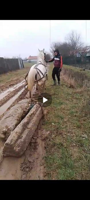 Iapă de vânzare preț fix