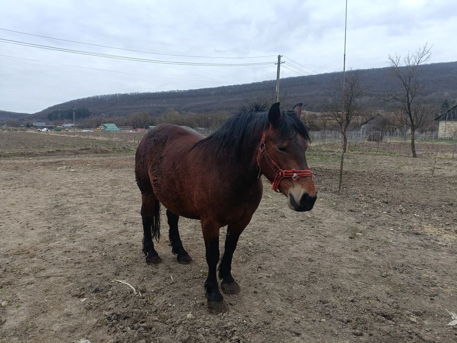 Vând iapa de 4 ani forte cuminte și cu acte