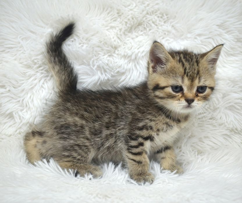 Кошечка шотландская .  .