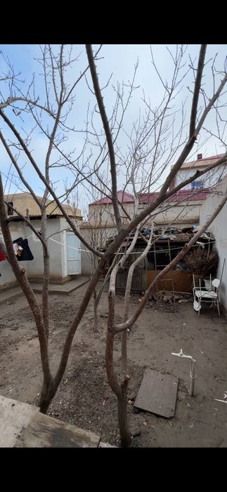 Hovli Joy sotiladi bol idora egadan