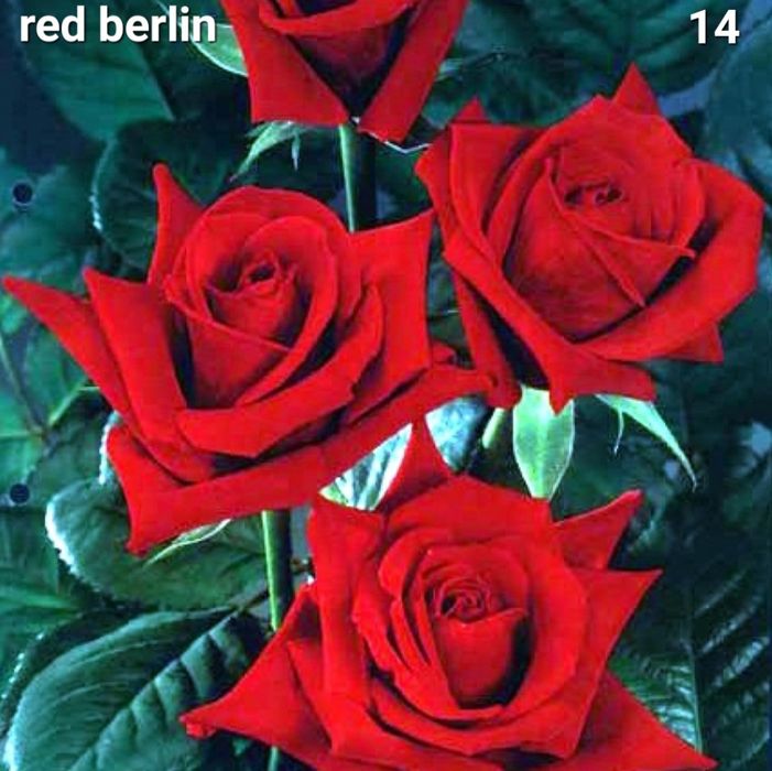 Trandafiri altoiti din butasi