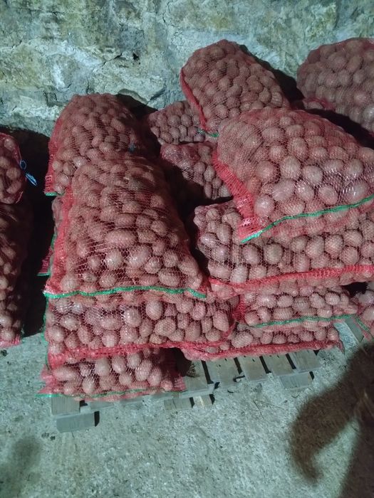 Cartofi samanta miez galben