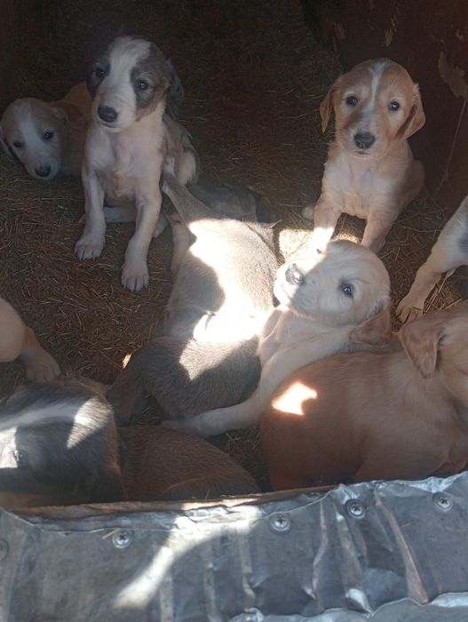 Шенки тазы продам